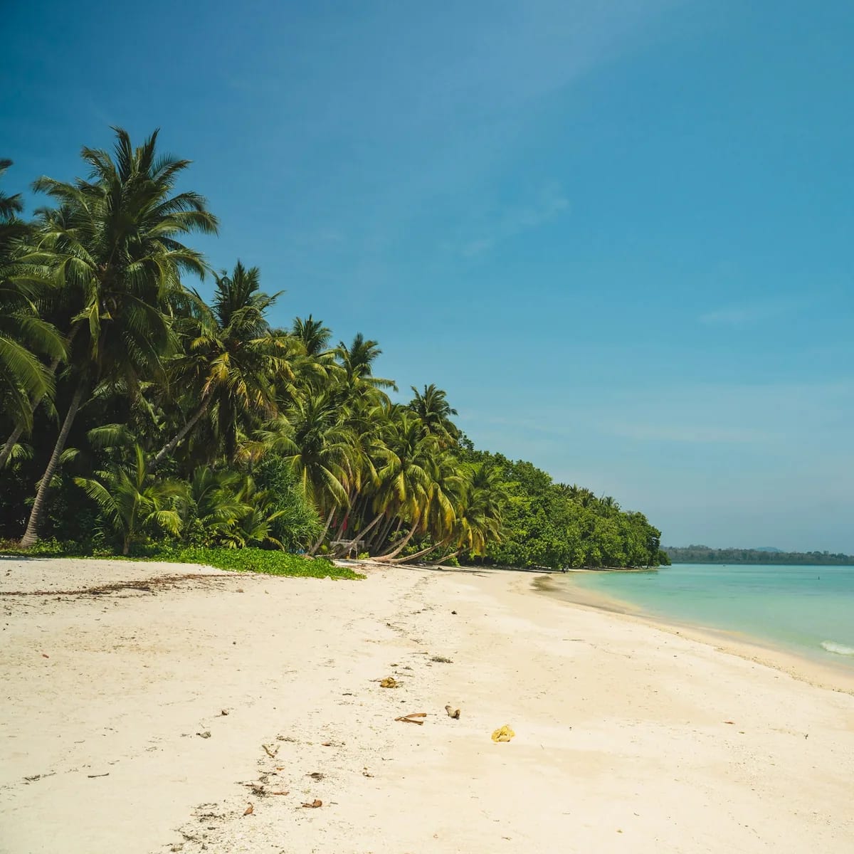 Green palm trees on white sand beach during daytime, Andaman