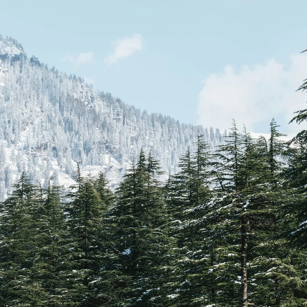 A mountain covered in snow next to a forest, Manali