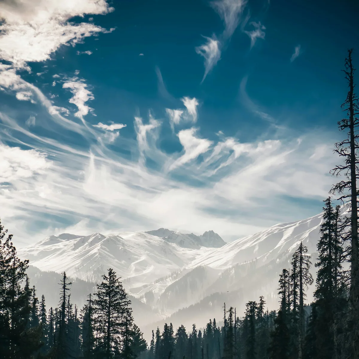 Pine tree near snow mountain, Kashmir