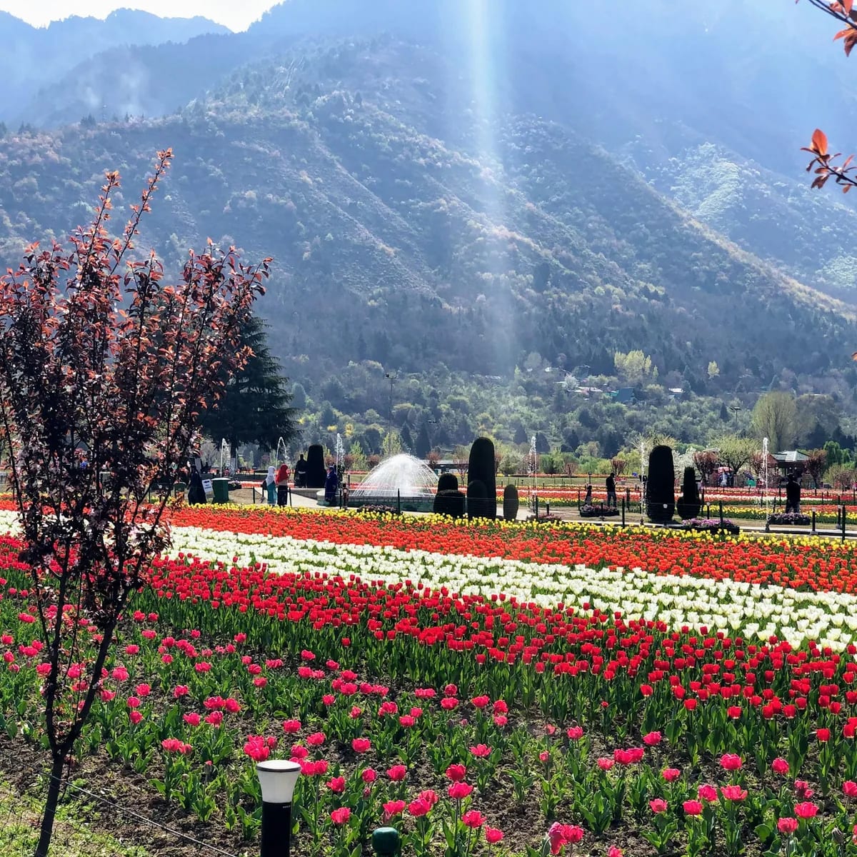 Field of flowers beside trees, Kashmir