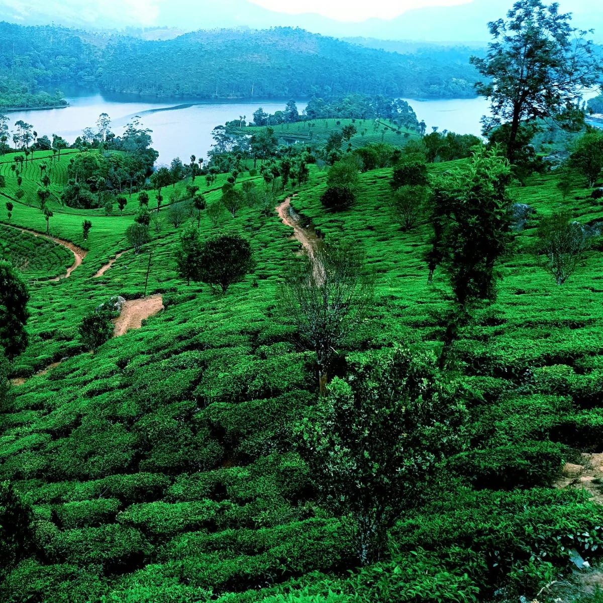 A lush green hillside with a river running through it, Kerala