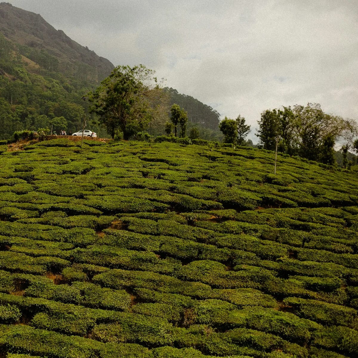 A lush green hillside covered in lots of bushes, Kerala