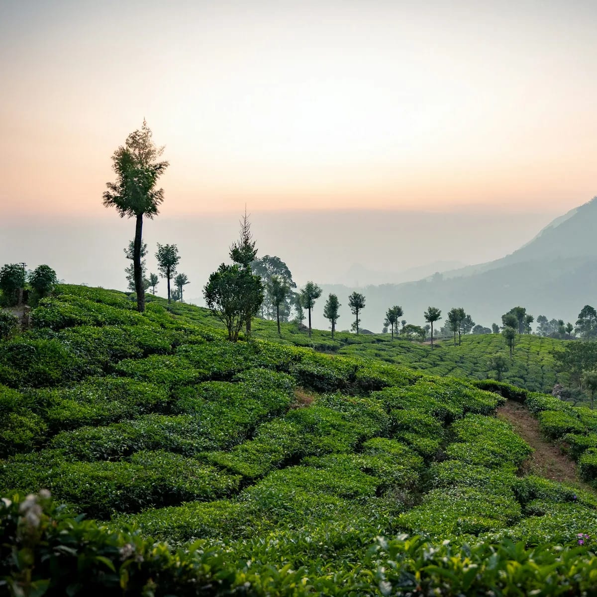 Rolling green tea fields at sunrise with mountains, Kerala
