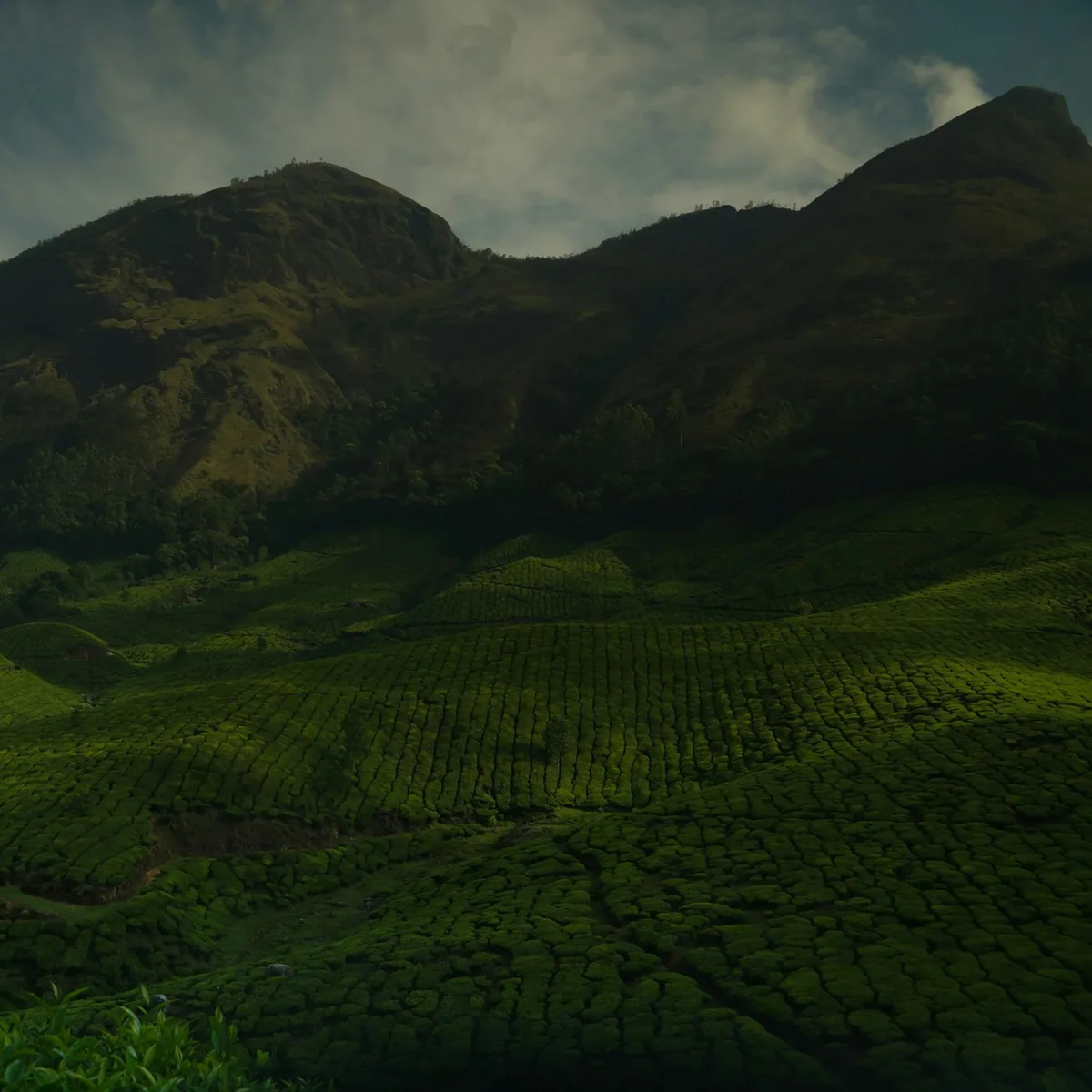 Rolling green hills with dramatic mountain peaks, Kerala