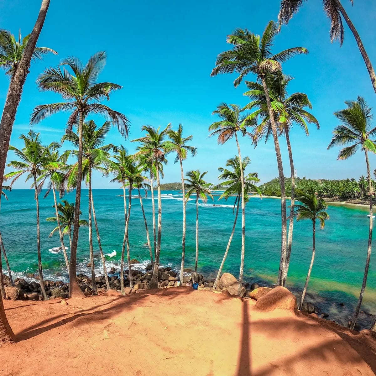 Palm trees on beach shore during daytime, Sri Lanka